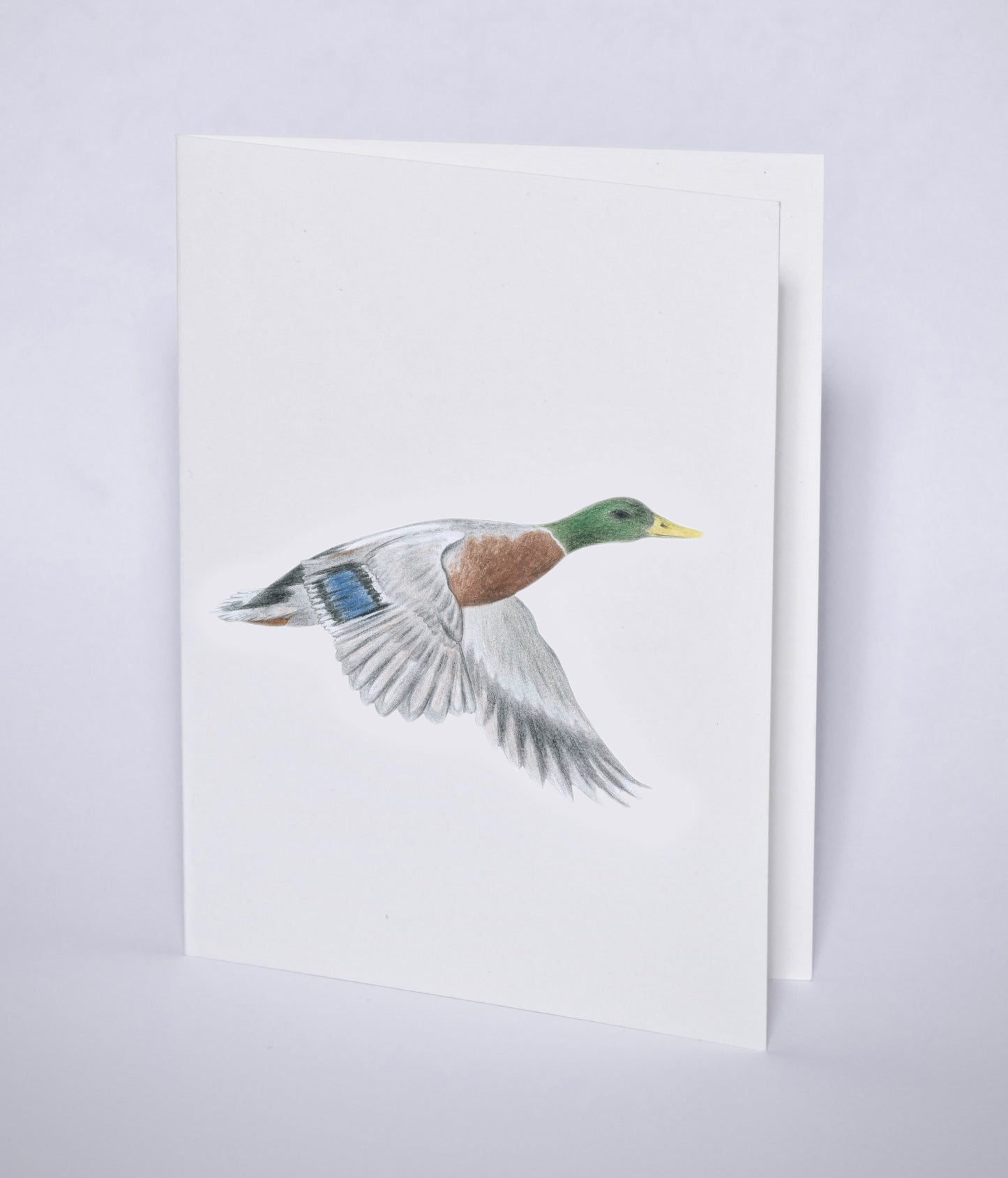 Postkort med stokkand-motiv.